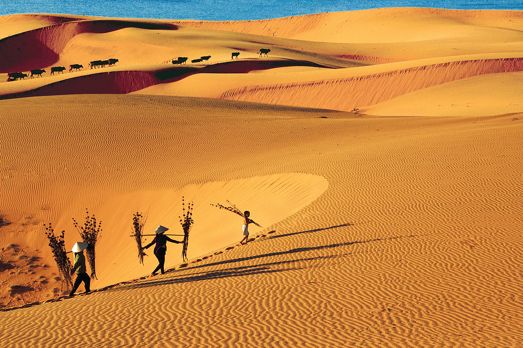 Đồi Cát Bay – “Tiểu sa mạc” giữa lòng Phan Thiết